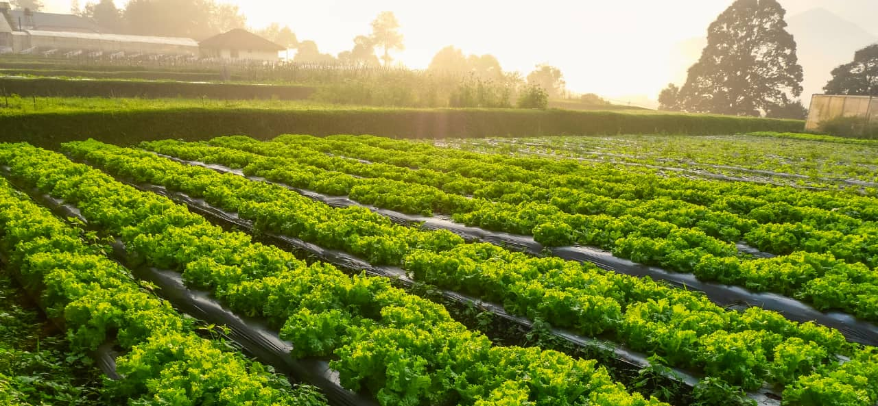 RFID dalam Pertanian Cerdas: Dari Modul RFID UHF hingga Stiker untuk Pelacakan dan Pemeliharaan Mesin